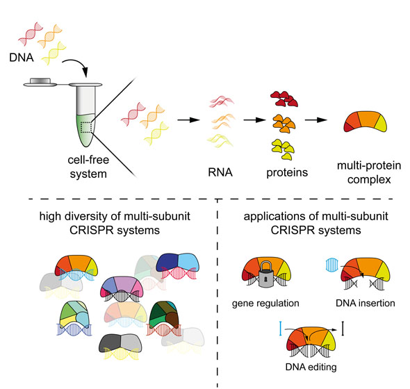 PAM-DETECT enables faster characterisation of CRISPR immune systems