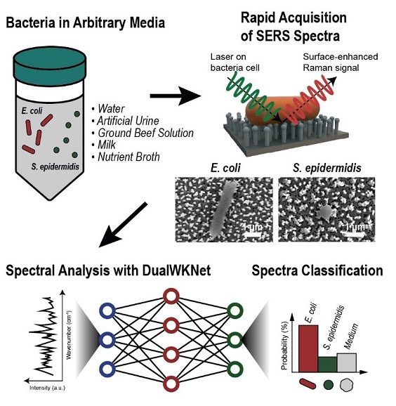 Schematics of the general process of Raman data collection and analysis where a single spectrum is attained from a single cell and classified via deep learning