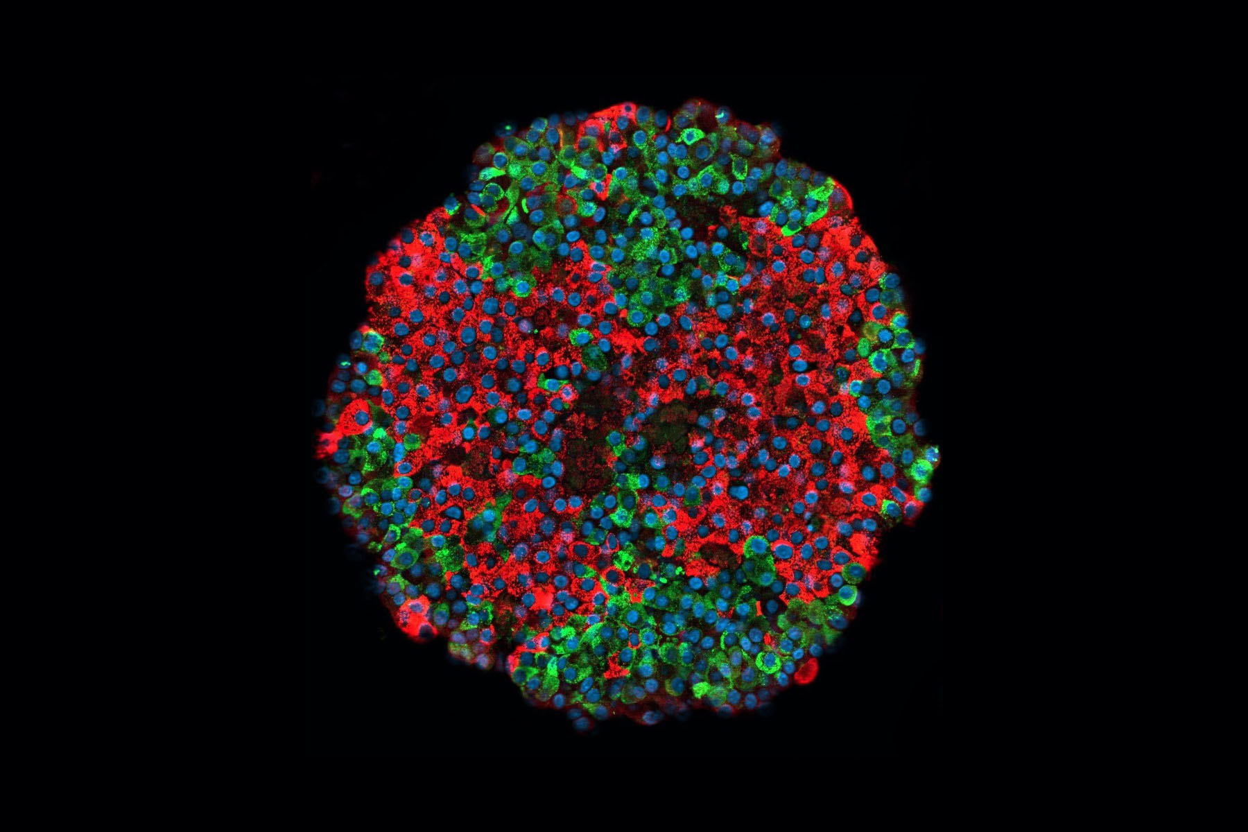a pancreatic islet produced from stem cells