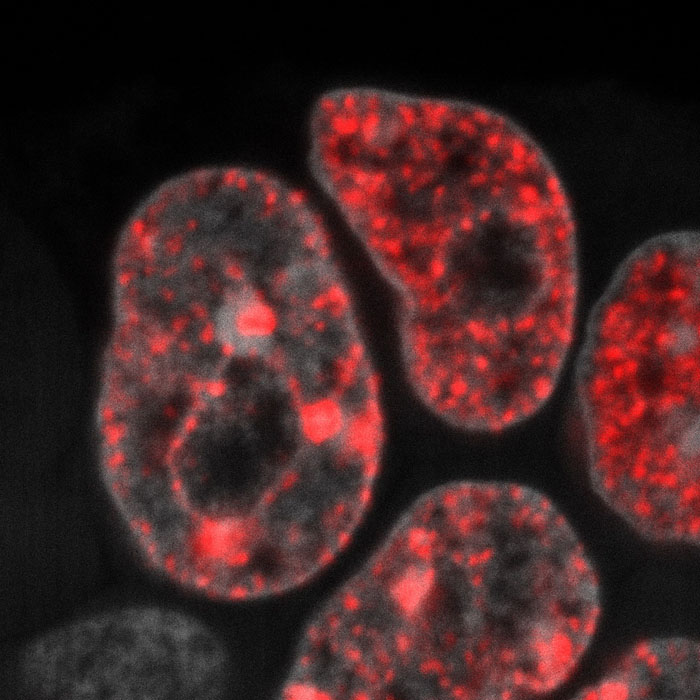 Replicación del ADN en células madre embrionarias de ratón