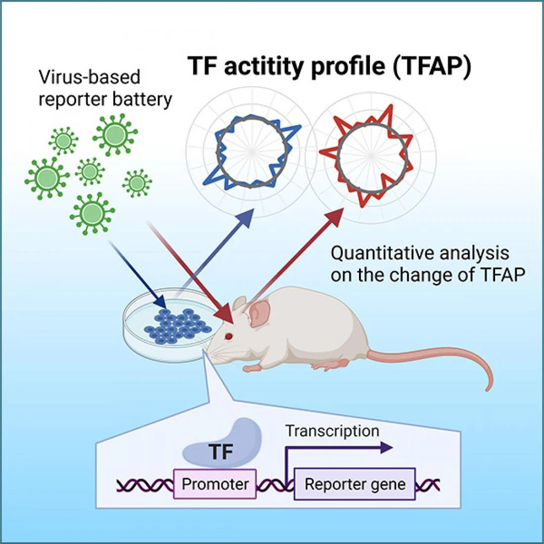 a virus-based approach for measuring variations in transcription factors