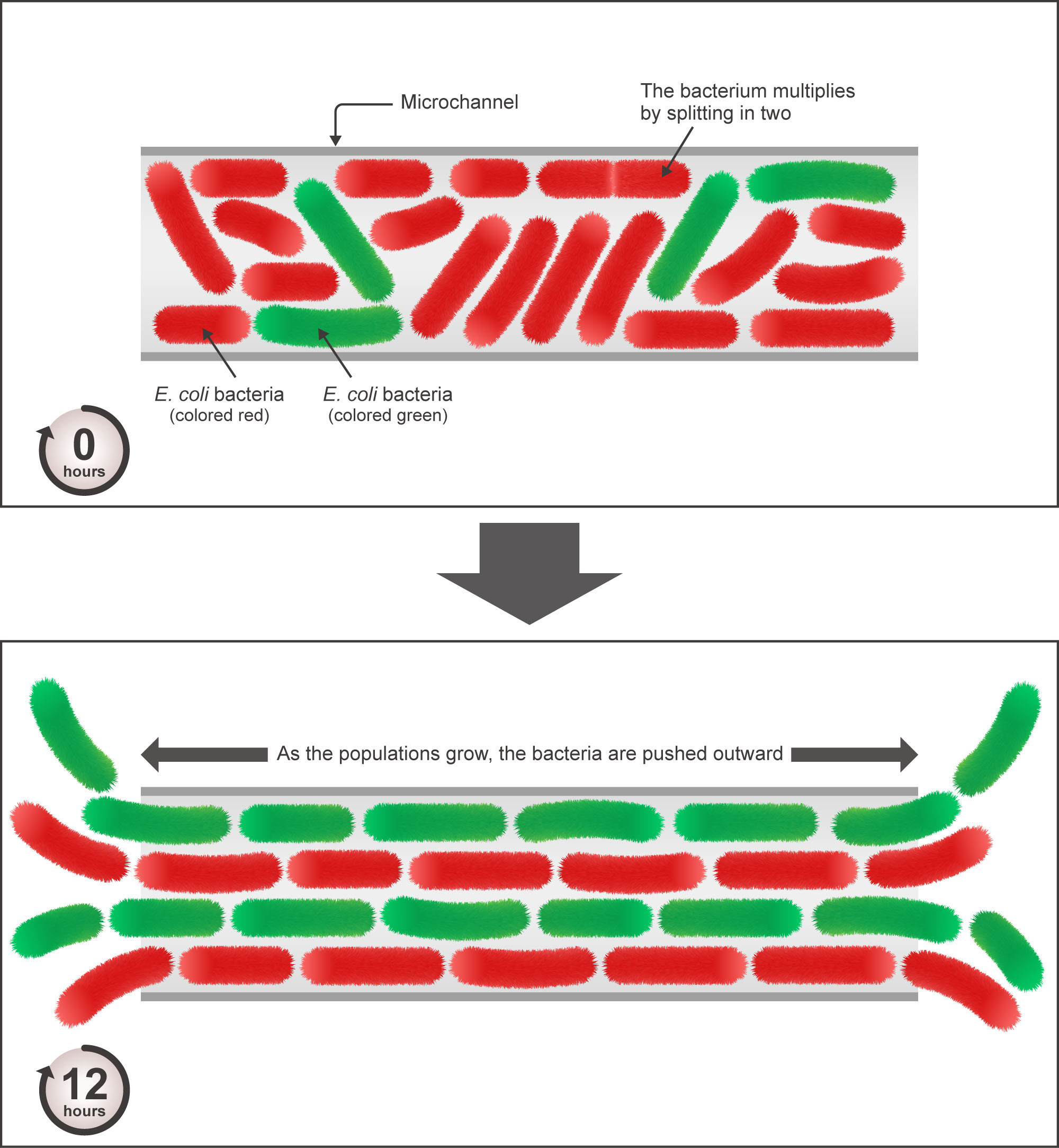 Researchers found that when constrained in small places, the rod-shaped E. coli forms distinctive lane-like patterns.