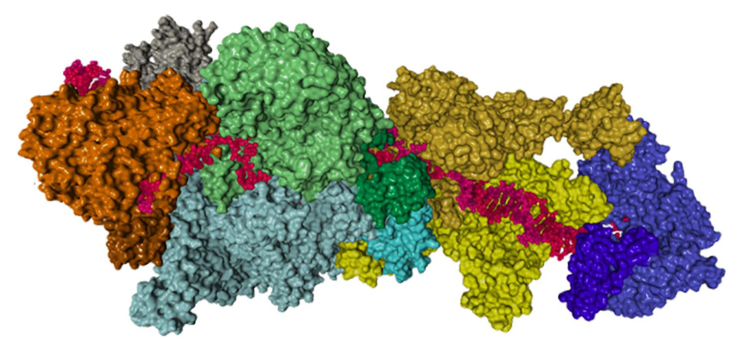 Proteins that assemble into the machinery needed for DNA repair