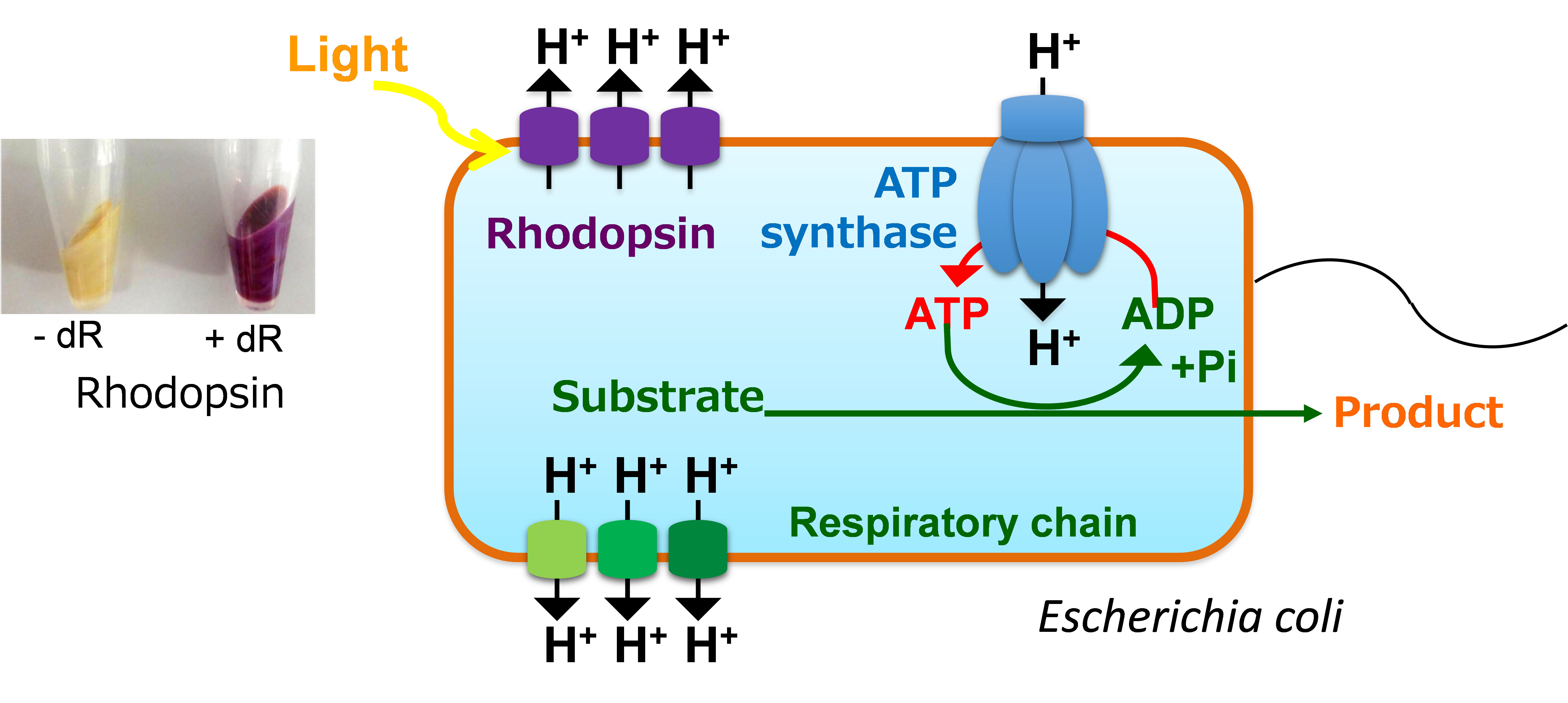 Light-powering acceleration of ATP-driven production of useful chemical in E. coli expressing rhodopsin