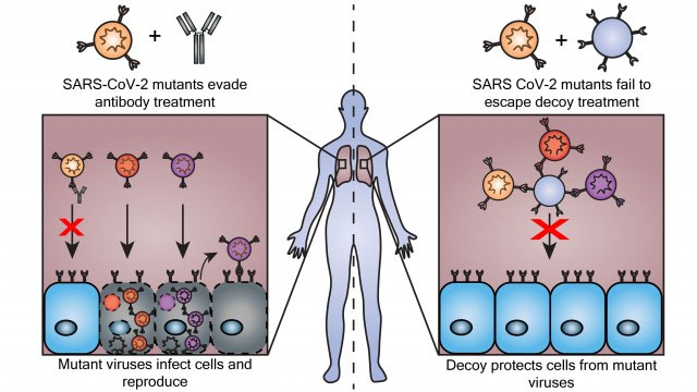 Decoy particles trick coronavirus as it evolves