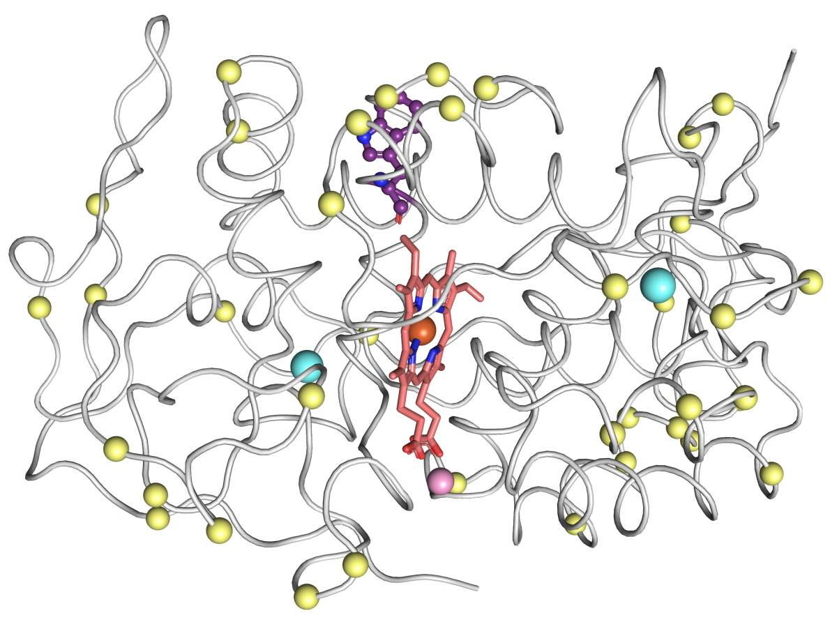 3D structural model of a versatile peroxidase enzyme