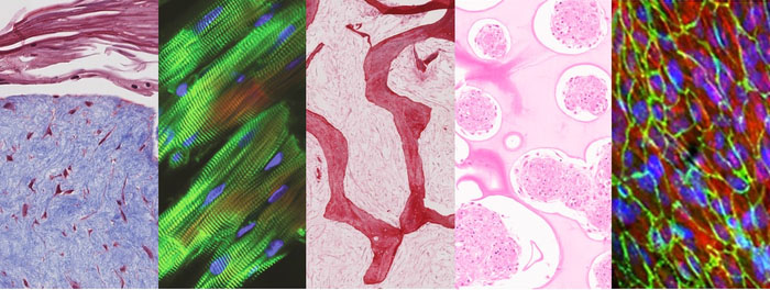 tissues cultured in the multi-organ chip (skin, heart, bone, liver, and endothelial barrier from left to right)