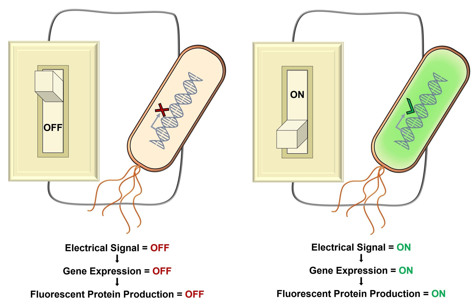Synthetic biology and bioelectrochemical tools for electrogenetic system engineering