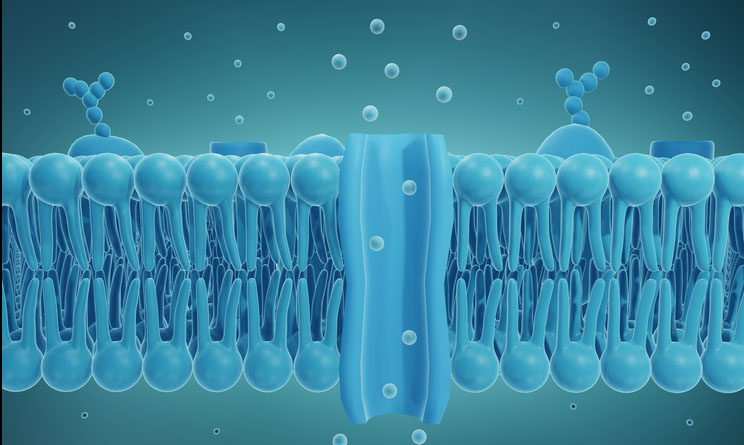 Graphic shows the bilayer structure of a living cell membrane, composed of phospholipid