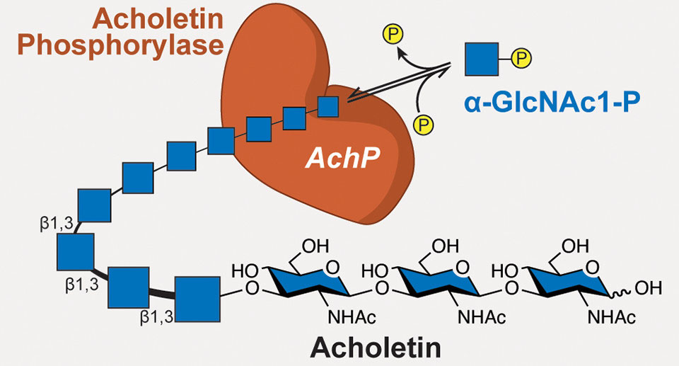 A novel biopolymer (acholetin) is produced by a bacterial enzyme (acholetin phosphorylase, or AchP)