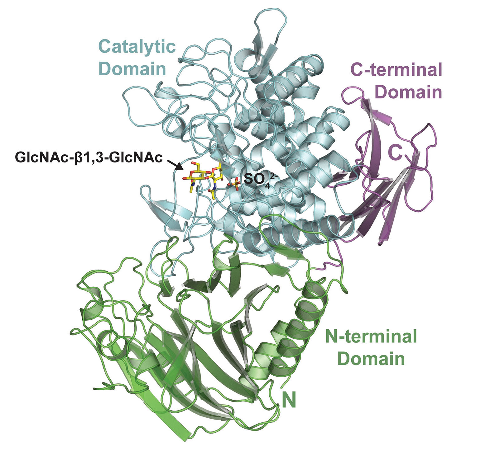 La estructura 3D de la enzima que produce acoletina, con dominios clave resaltados y detalles del sitio activo