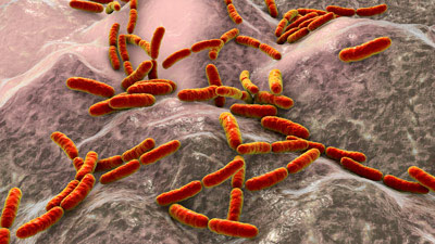 A computer-generated image of Lactobacillus bacteria