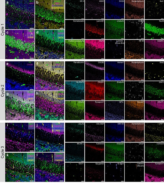 45-color multiplexed imaging of the mouse hippocampus via PICASSO in three staining and imaging rounds