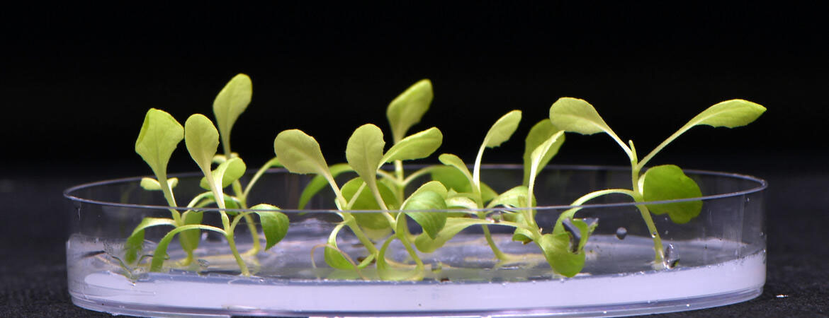 Plants are growing in complete darkness in an acetate medium that replaces biological photosynthesis