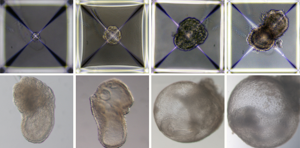 Development of synthetic embryo models from day 1 (top left) to day 8 (bottom right)