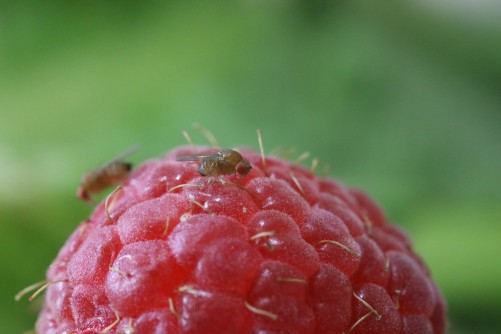 Drosophila suzukii fruit flies on a raspberry