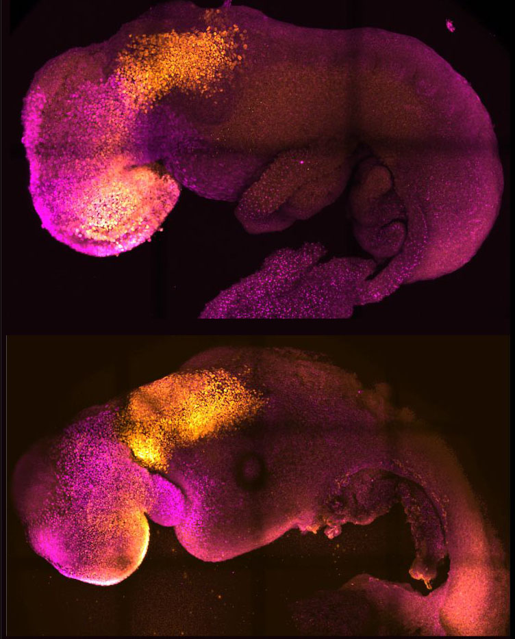 Natural (top) and synthetic (bottom) embryos side by side to show comparable brain and heart formation