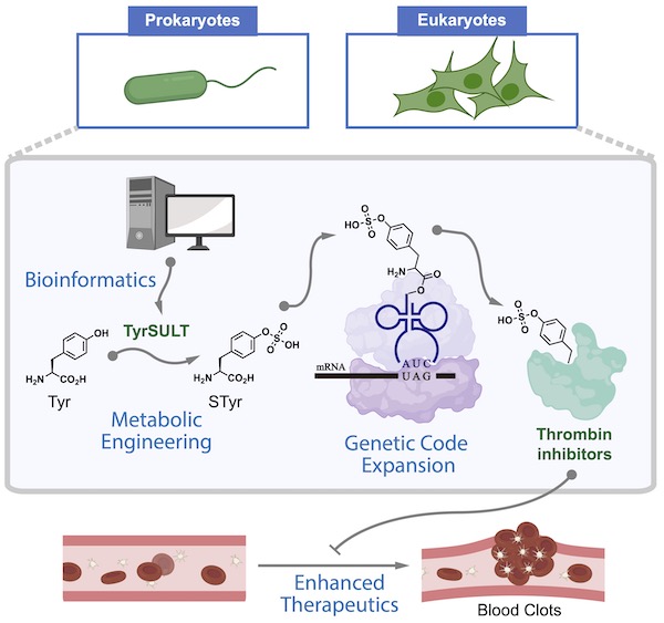 A graphic shows how chemists used a rare genetic pathway to metabolically engineer cells that serve as drug factories to make thrombin inhibitors that break up blood clots