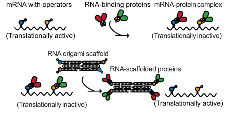 An mRNA with operators is inhibited by the proteins they express