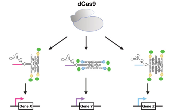 CRISPR-dCas9 functions as a master regulator of sgRNA
