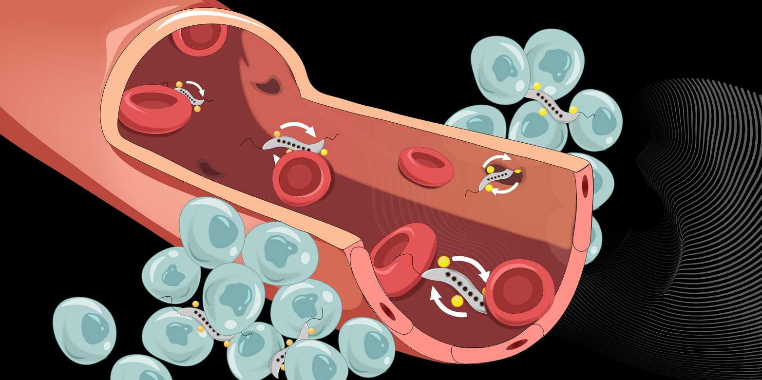 Magnetic bacteria (grey) can squeeze through narrow intercellular spaces to cross the blood vessel wall and infiltrate tumours