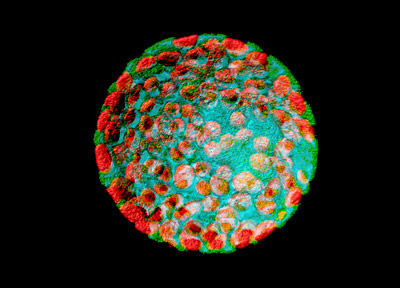 A confocal laser scanning micrograph of a protoplast from a tobacco plant