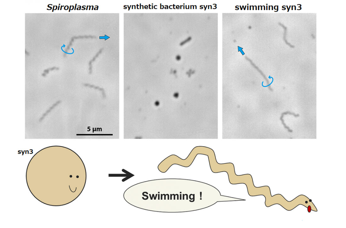 Spiroplasma proteins turn immobile spherical synthetic bacteria into spinning swimming helices