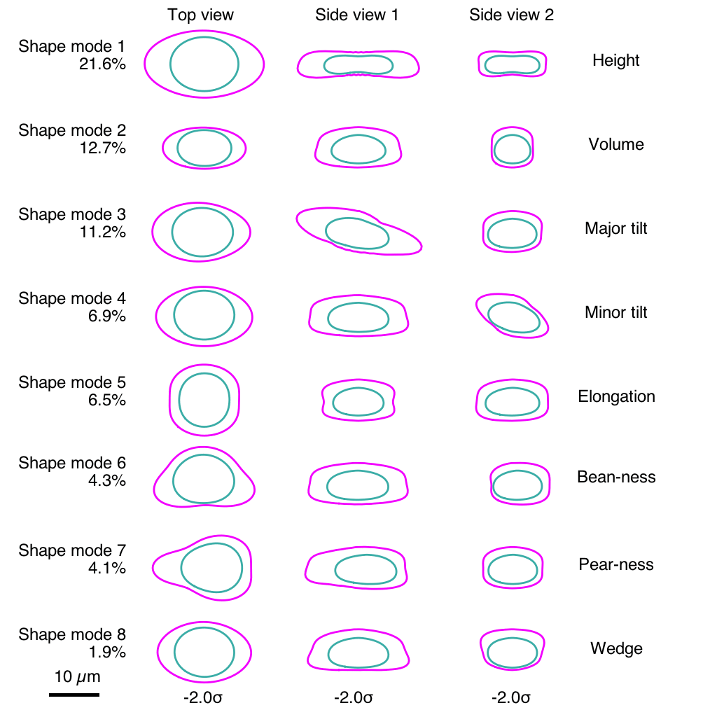 A graphic showing the changes that make up eight different dimensions of cellular shape space