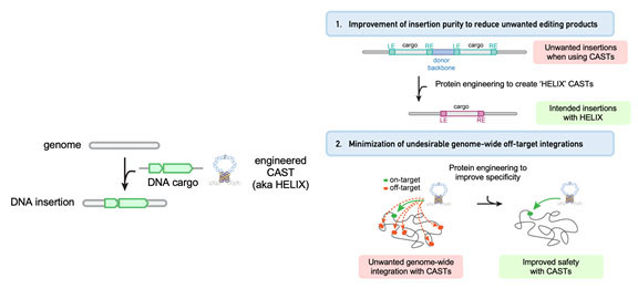 Modified CRISPR-associated transposases (CASTs) for safe and efficient large genetic changes