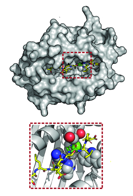 3D model of an immune-regulating protein complex (top), with a zoom-in (bottom) on a peptide (yellow) containing a modification (green)