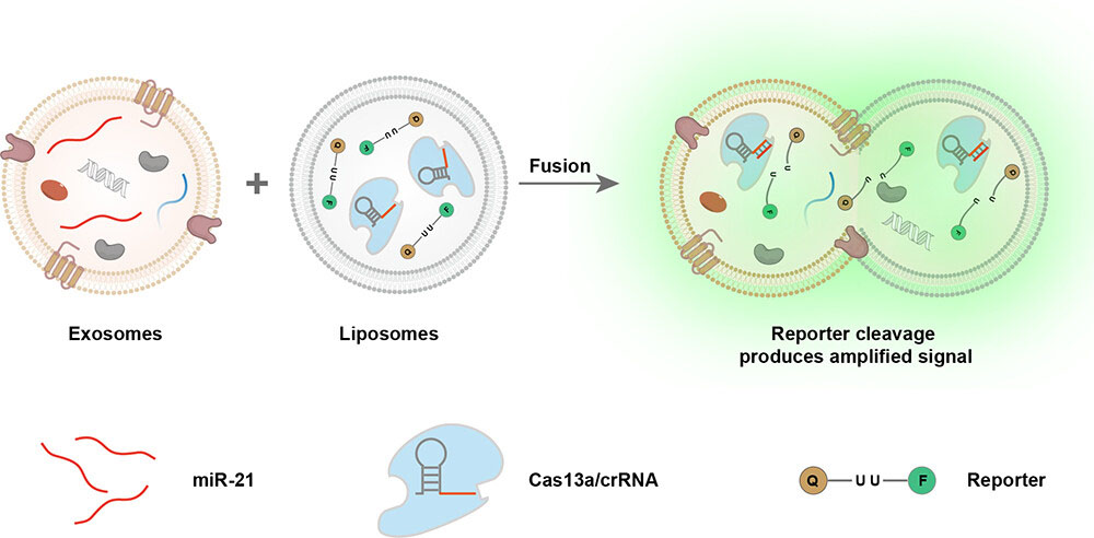 liposome-mediated membrane fusion strategy to transfect CRISPR/Cas13a into exosomes