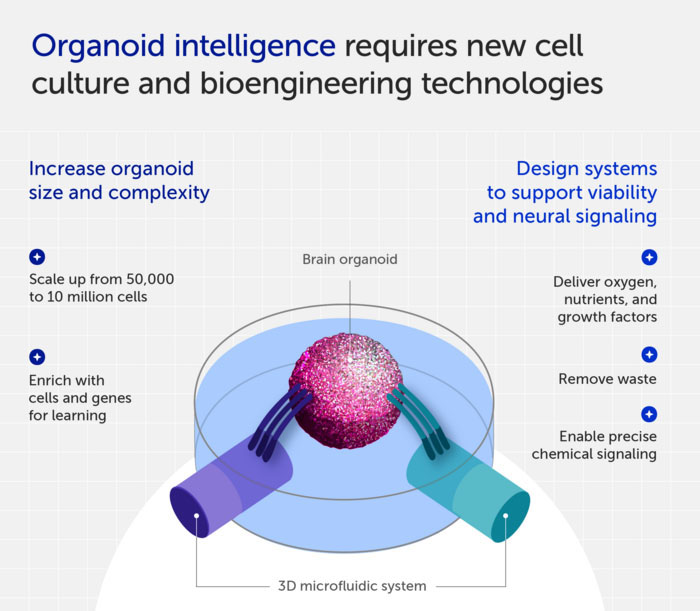Organoid intelligence requires new cell culture and bioengineering technologies