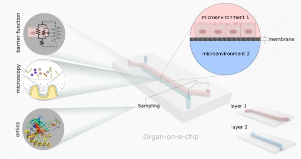Schematic of a double layer organ-on-a-chip device. Each layer is built separately, simulating a cellular microenvironment