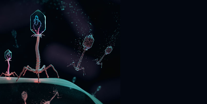 Phages infect a bacterial cell