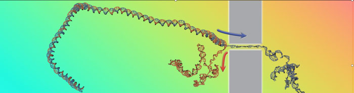 translocation of DNA through nanopores