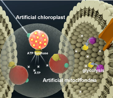 Concept of artificial chloroplasts and mitochondria within a liposome for self-sustaining energy generation through photosynthesis and cellular respiration