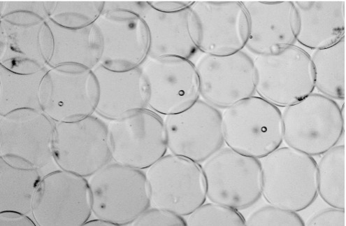 empty Hydrogel particles