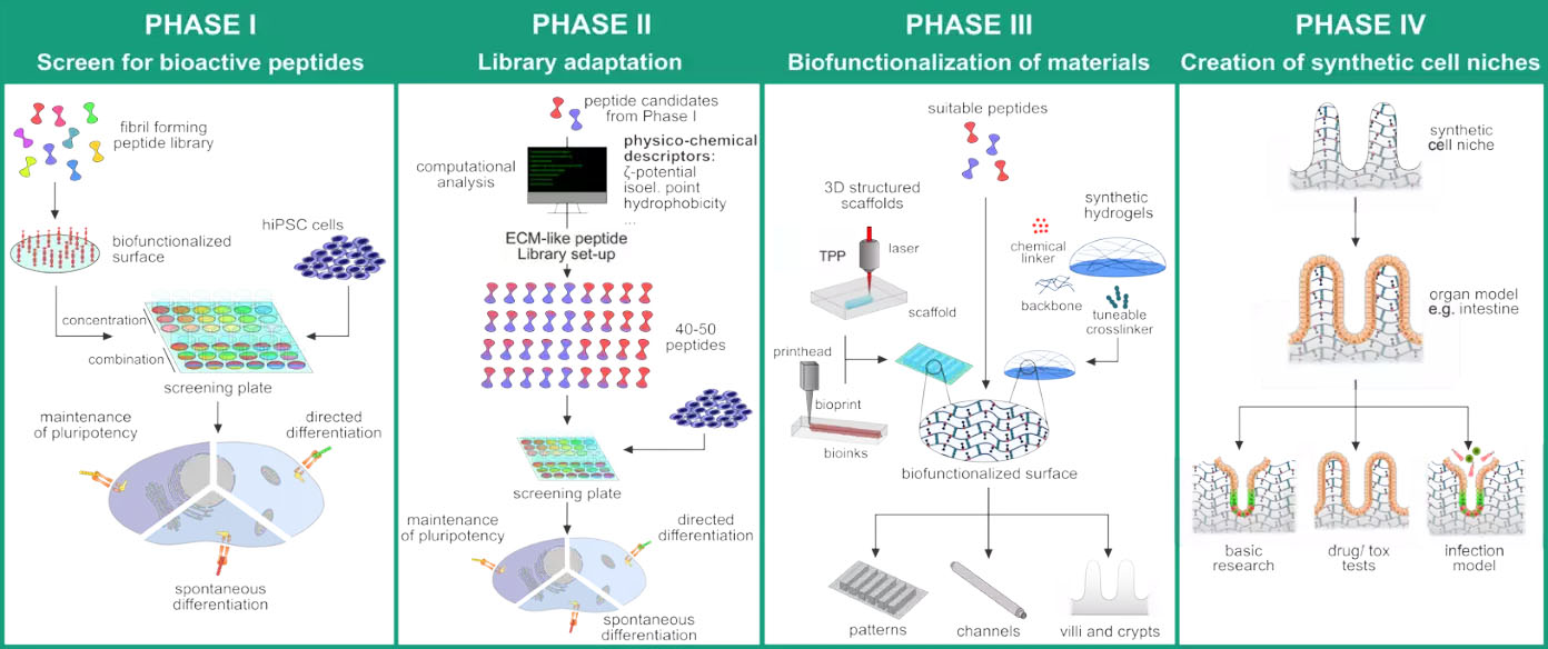 SAPs4Tissue: Self-assembling bioactive peptides for the biomimetic design of functional cell niches in human tissue models