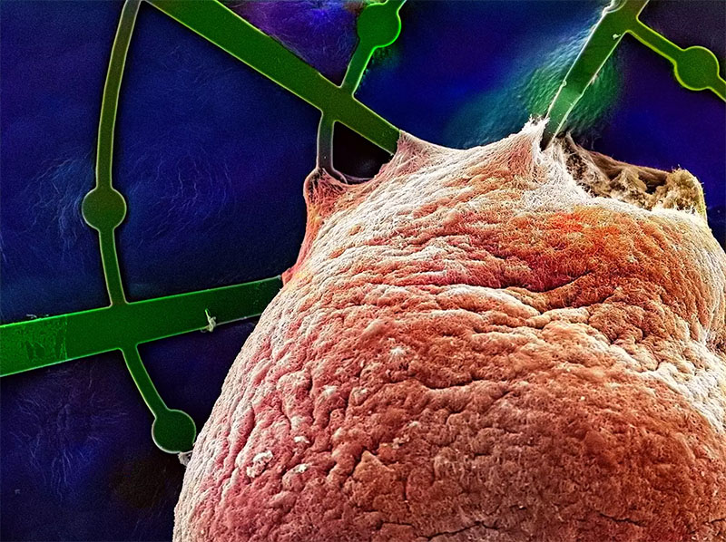 A human brain organoid (colored red) grows on the hammock-like mesh structure