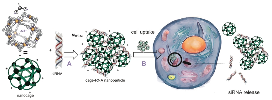 Schematic representation of the use of nanocages for siRNA delivery
