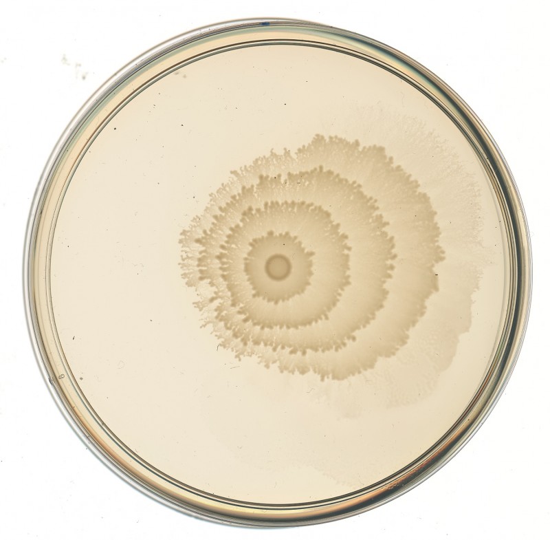 engineered P. mirabilis strains in a petri dish