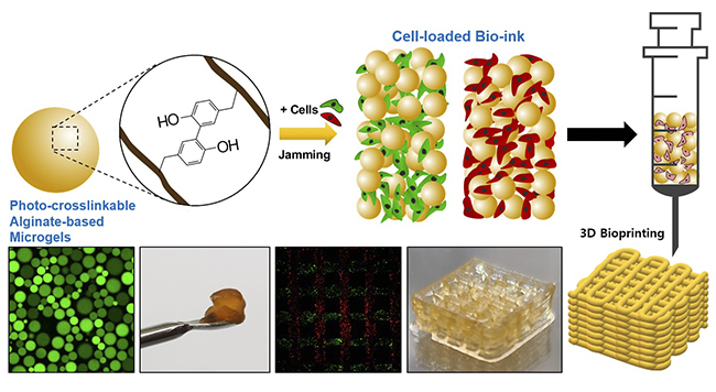 Photocrosslinkable natural carbohydrate alginate-based 3D-printed bioink