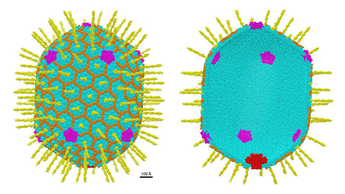 Structural features of the 120 x 86 nm bacteriophage T4 capsid nanoshell at near atomic resolution
