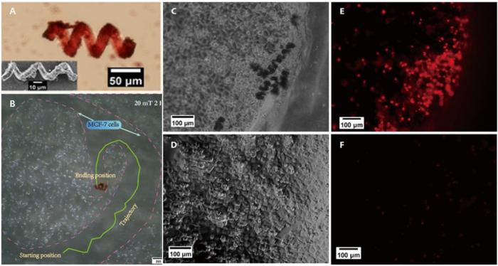 Images (A), movability (B), and anticancer effect (C-F) of folate-targeted magnetic microbrorobot