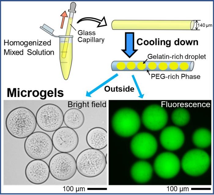 Spontaneous formation of uniform cell-sized microgels inside a glass capillary