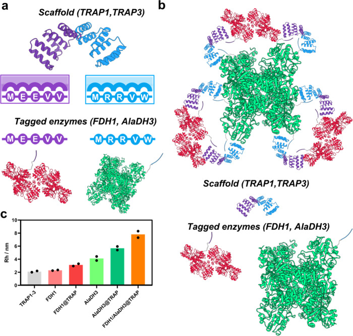 Scaffolding strategy to assemble multi-enzymatic systems