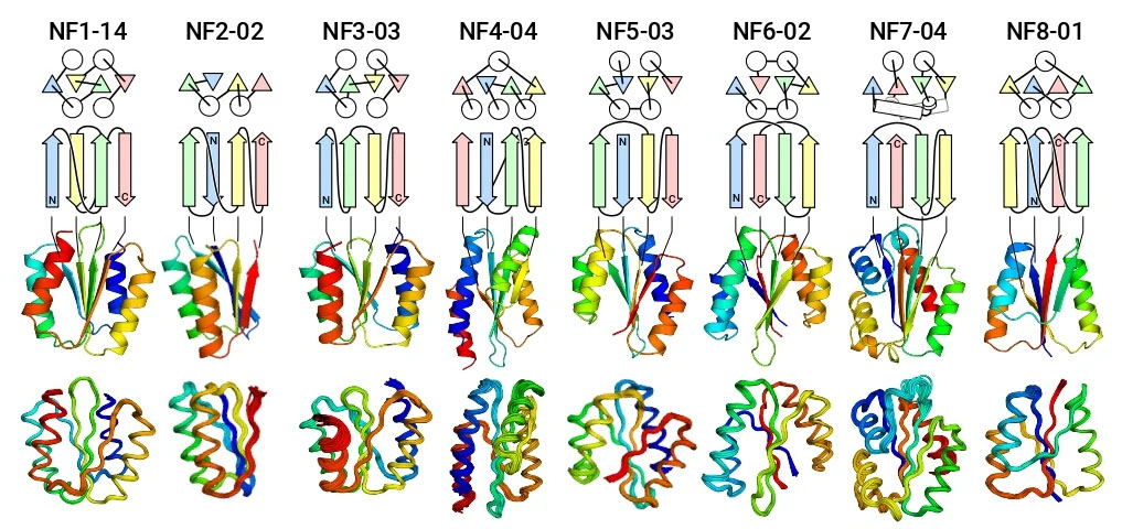 Designed novel fold proteins