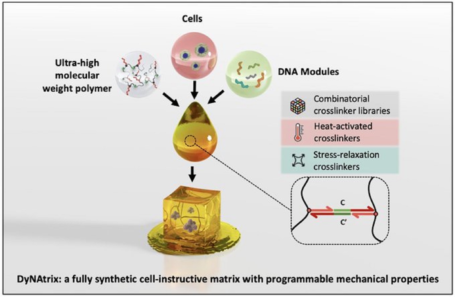 DyNAtrix: a fully synthetic cell-instructive matrix with programmable mechanical properties