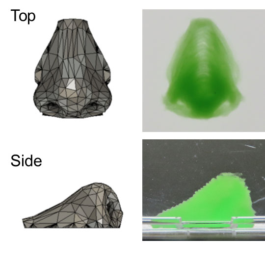 Human nose structure 3D printed with a support material