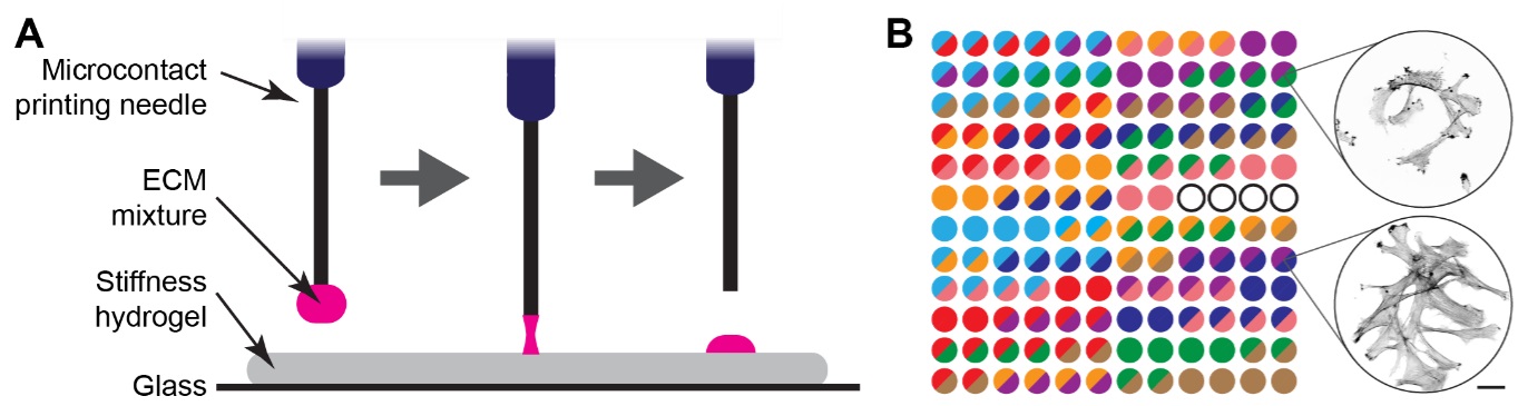 Figure demonstrating the matrix spot array system